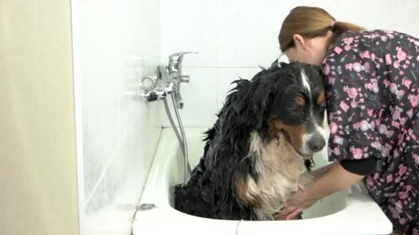 Berner Sennenhund beim Baden. — Stockvideo