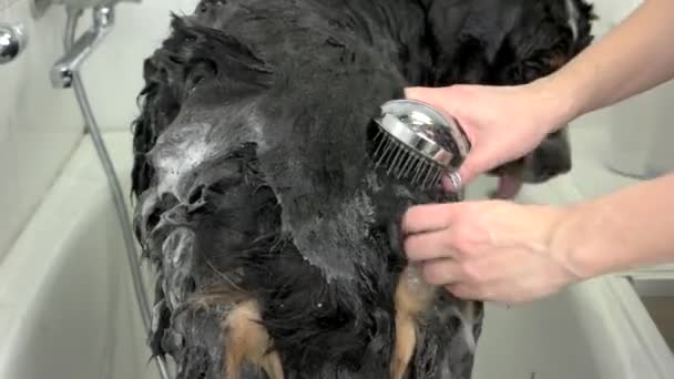As mãos femininas que lavam cão, xampu . — Vídeo de Stock