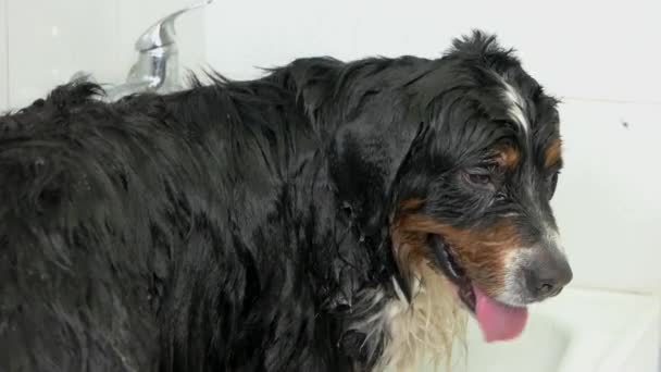 Cute bernese mountain dog, bathing, — Stock Video