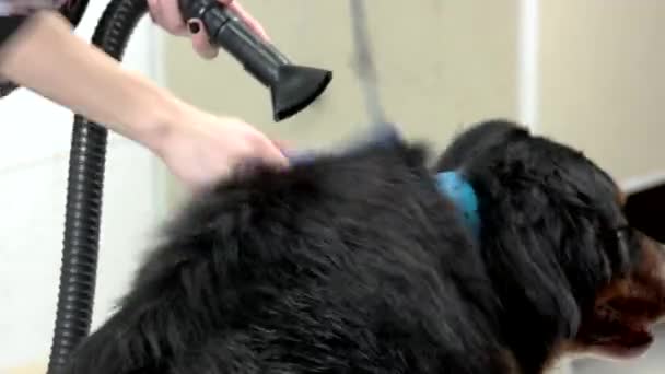 Bernese hegy kutya ápolás. — Stock videók