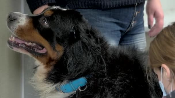 Грумер работает, бернезская горная собака . — стоковое видео