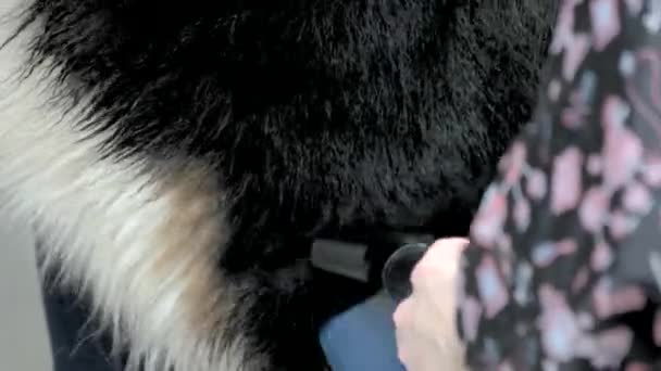 Μαλλιά σκυλί Bernese mountain. — Αρχείο Βίντεο