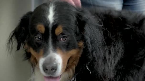 Ansikte bernese mountain dog. — Stockvideo