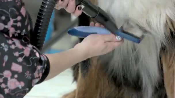 Mãos femininas, secador de animais . — Vídeo de Stock