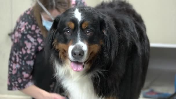 Sağlıklı bernese dağ köpeği. — Stok video