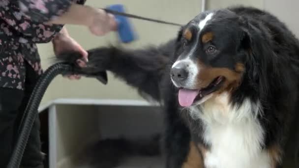 Dog being groomed, female hands. — Stock Video