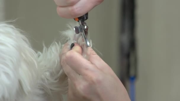 Handen met hond Nagelknippers. — Stockvideo