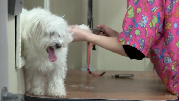 White maltese, paw grooming. — Stock Video