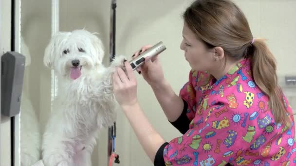 Female pet groomer at work. — Stock Video