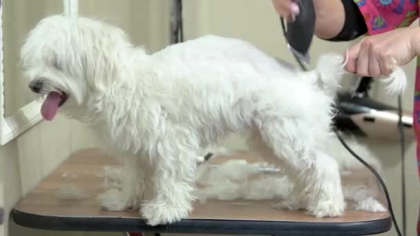 Pequeño perro consiguiendo corte de pelo . — Vídeos de Stock