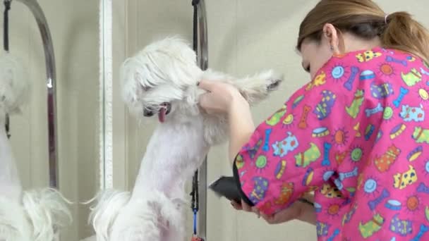 Hond groomer en witte maltese. — Stockvideo