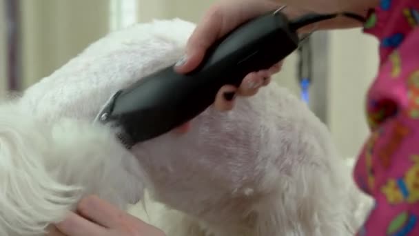 Cão, mão usando cortador de cabelo . — Vídeo de Stock