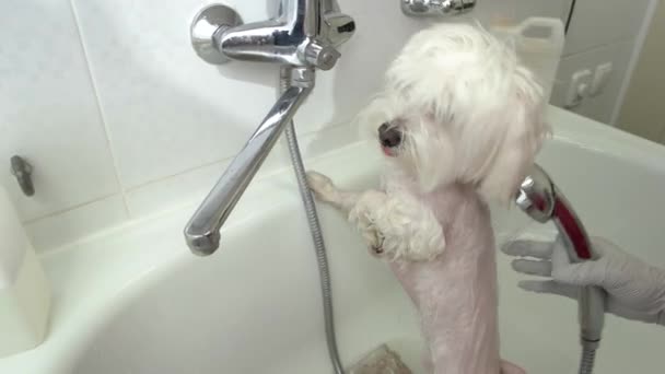 Женские руки, мытье милой собаки . — стоковое видео
