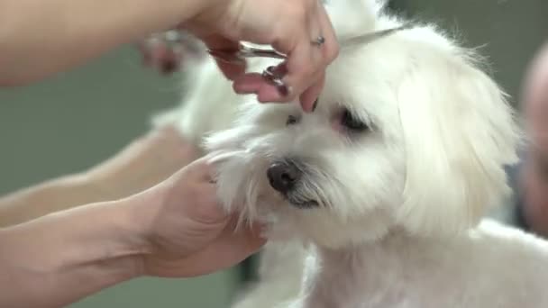 Handen van hond groomer, schaar. — Stockvideo