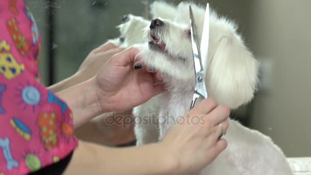 Dog getting haircut, side view. — Stock Video