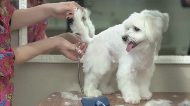 Weißer maltesischer Hund bekommt Haarschnitt. — Stockvideo