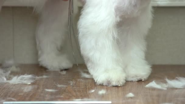 White maltese, paw trimming.