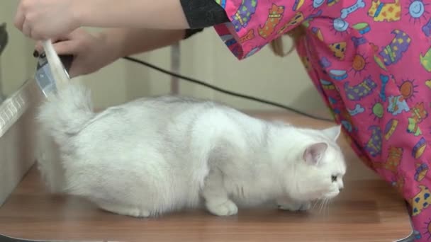 Witte kat krijgt een kapsel. — Stockvideo