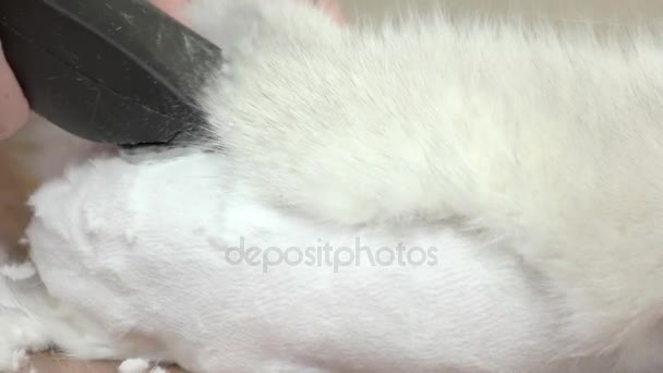 Gato consiguiendo corte de pelo, cortadora de pelo . — Vídeos de Stock