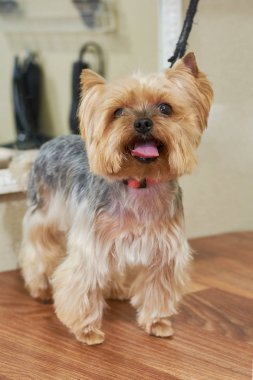 Yorkshire terrier yakın çekim.