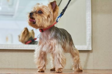 Güzel york korkunç.