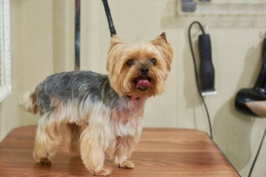 Sağlıklı york korkunç.