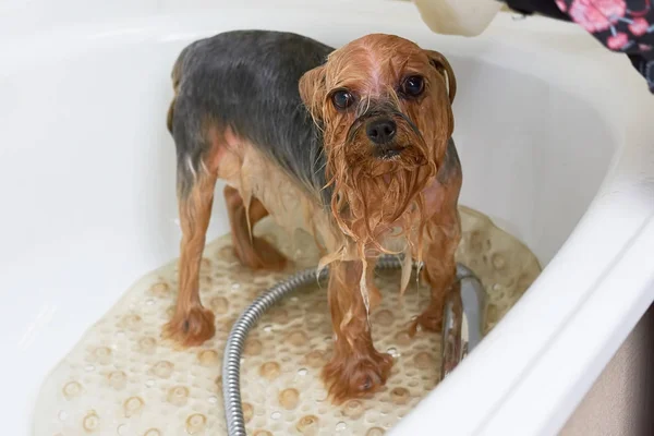 York terrier tomando un baño . — Foto de Stock