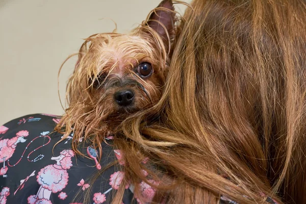 Pessoa com um cão molhado . — Fotografia de Stock