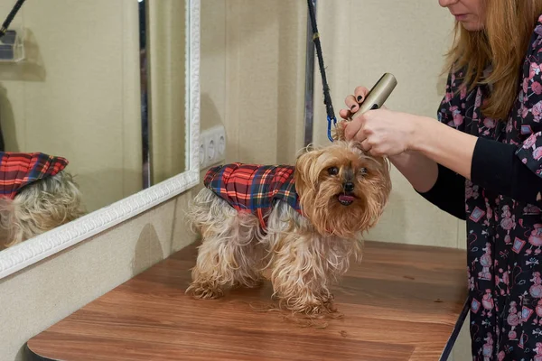 Kvinna med trimmer grooming hund. — Stockfoto