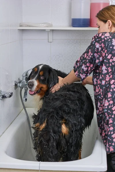 Mujer bañando bernese perro de montaña . —  Fotos de Stock