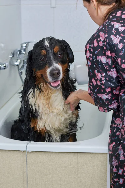 Bernese perro de montaña siendo bañado . — Foto de Stock