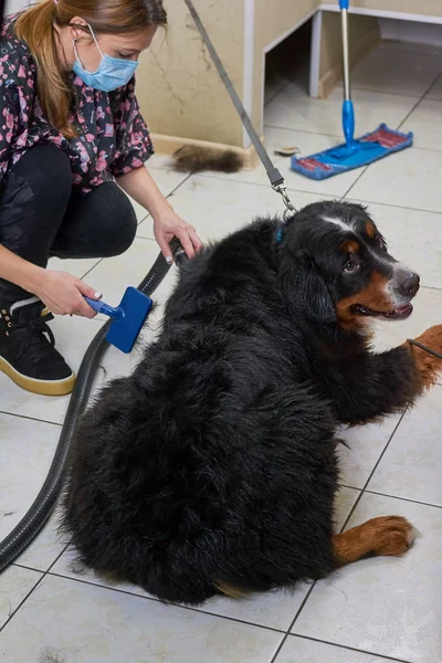 Bernese perro de montaña, aseo . —  Fotos de Stock