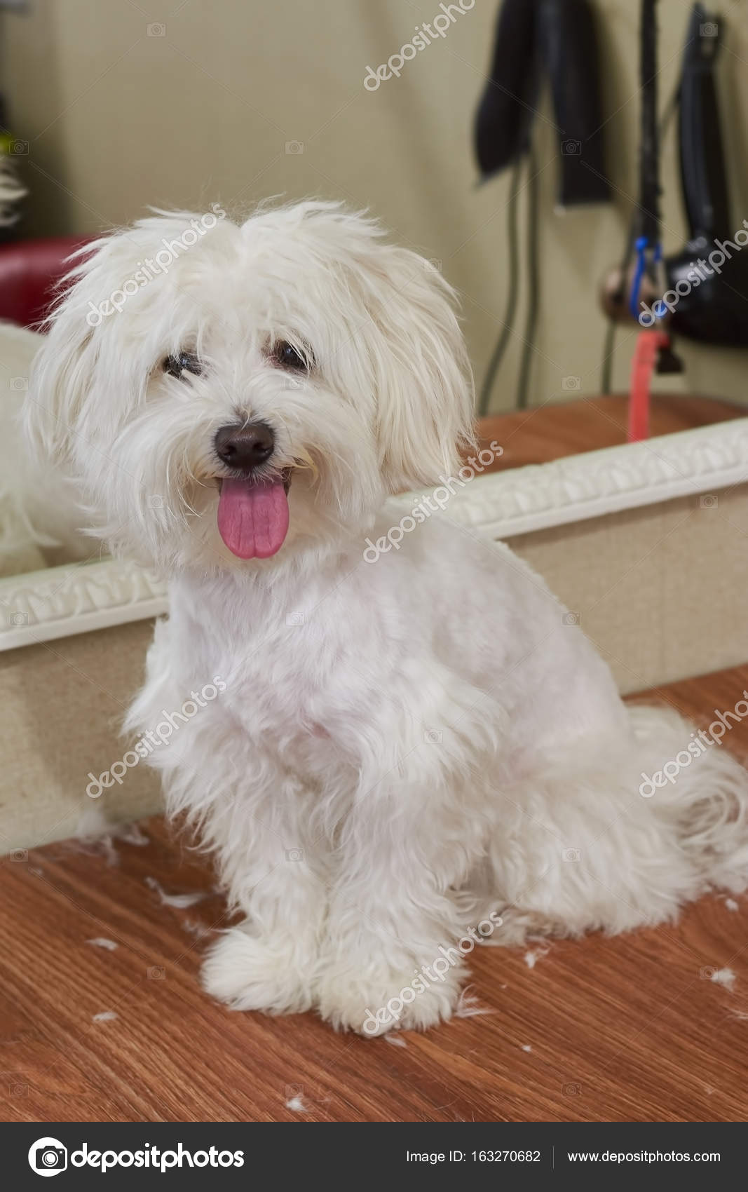 Maltesischer Hund, die Zunge ragt heraus. — Stockfoto © Denisfilm