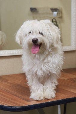 Sağlıklı beyaz Malta.