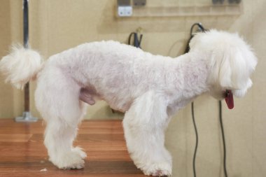 Malta köpeği yan görünüm.