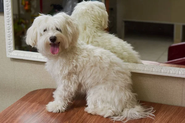 Bianco peloso maltese . — Foto Stock