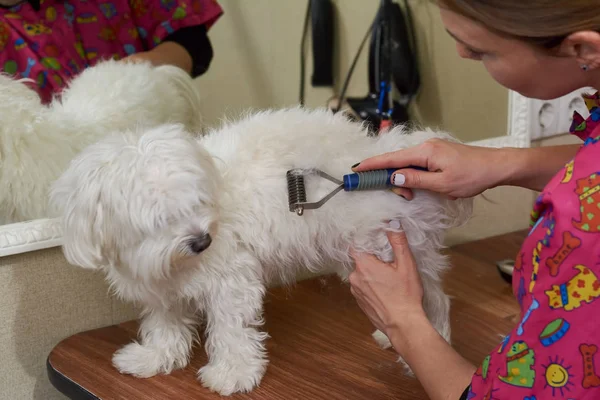 Peluquero de perro usando rastrillo de capa inferior . — Foto de Stock