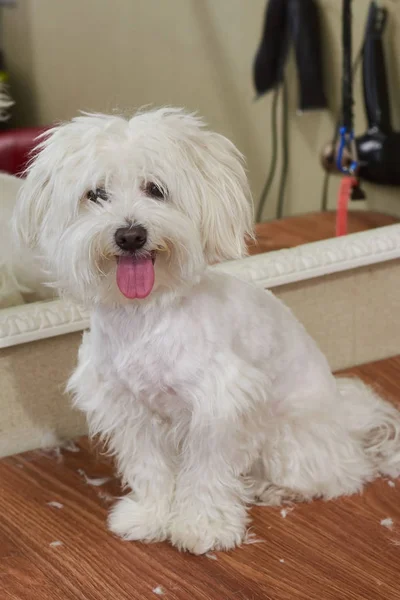 Perro maltés, lengua que sobresale . — Foto de Stock