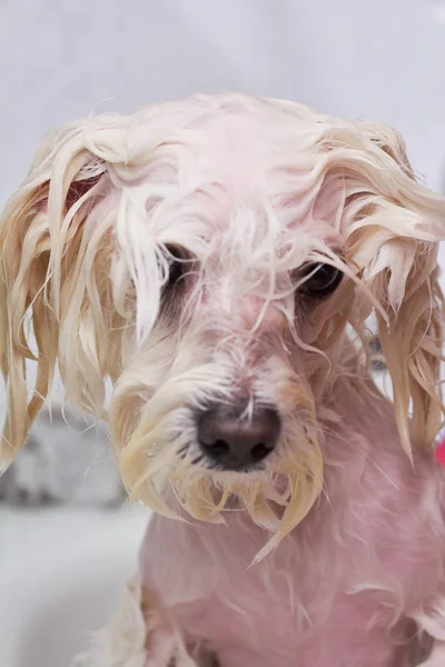 Faccia di cane umido . — Foto Stock