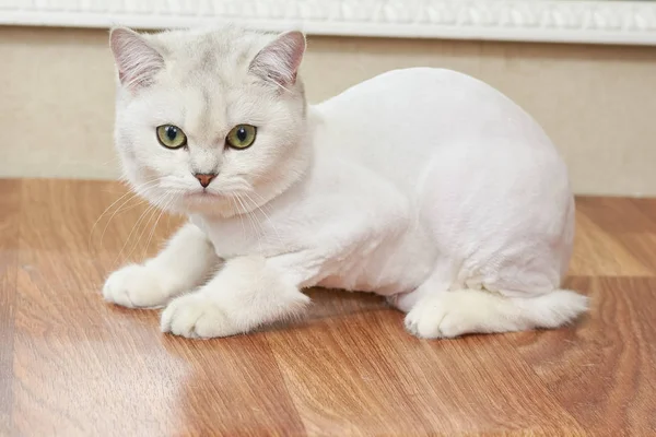 Cat close up. — Stock Photo, Image