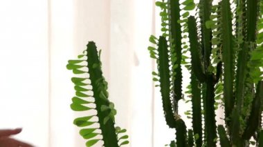 El su bitki Püskürtme.