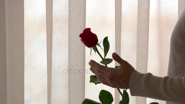 Mano maschile e rosa . — Video Stock