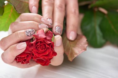 Manikürlü kadının ellerinde kırmızı gül.