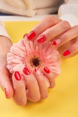 Kadın ellerde nazik gerbera.