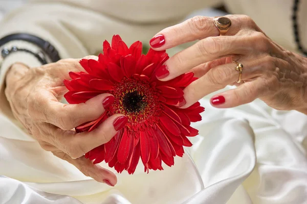 Female hands holding gerbera flower. — Stock Photo, Image