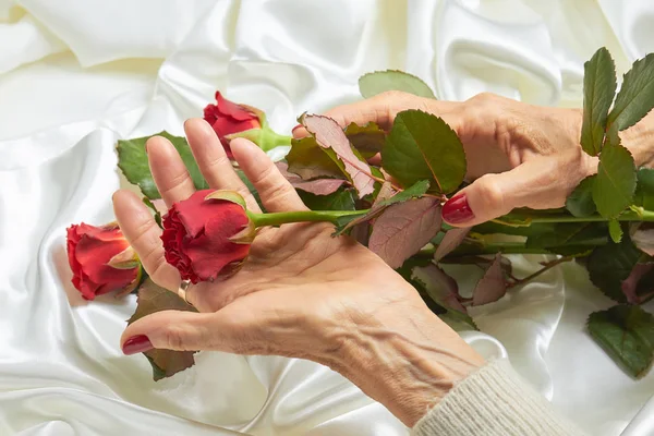 Red rose in senior woman hands. — Stock Photo, Image