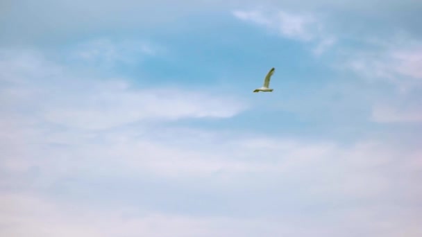 空中的海鸥. — 图库视频影像