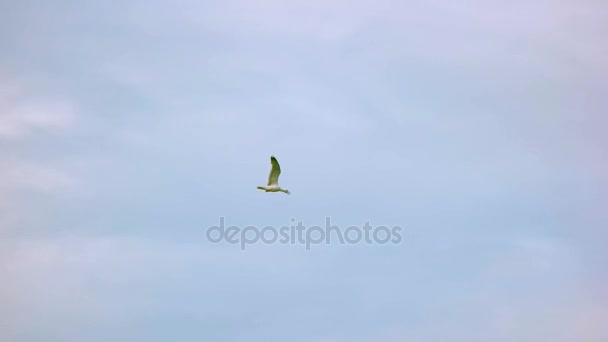 Flyg av seagull i långsamma-mo. — Stockvideo