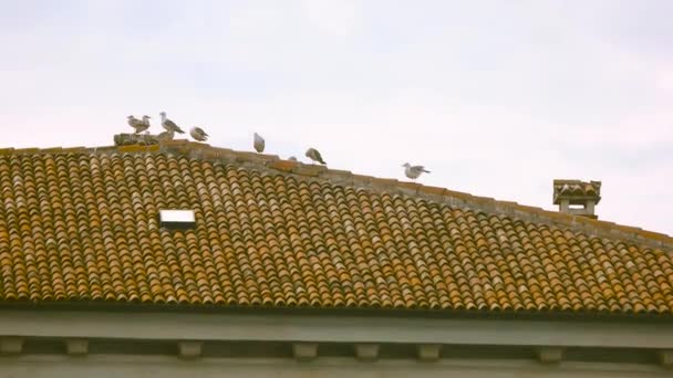 Meeuwen op het dak. — Stockvideo