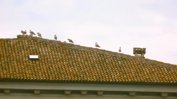 Aves no telhado. — Vídeo de Stock